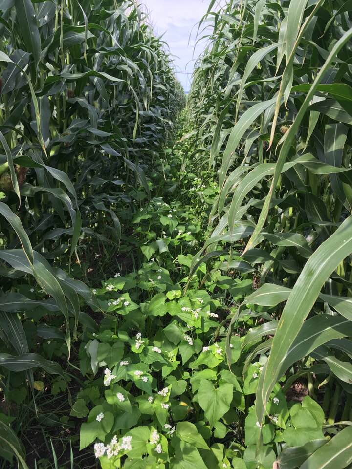 Interseeded Cover Crops